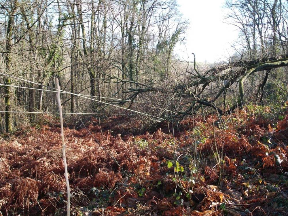 abattage d'un arbre