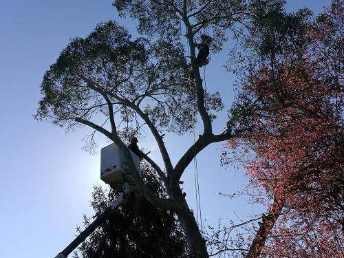 élagage d'un arbre