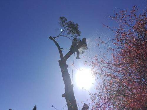 élagage d'un arbre