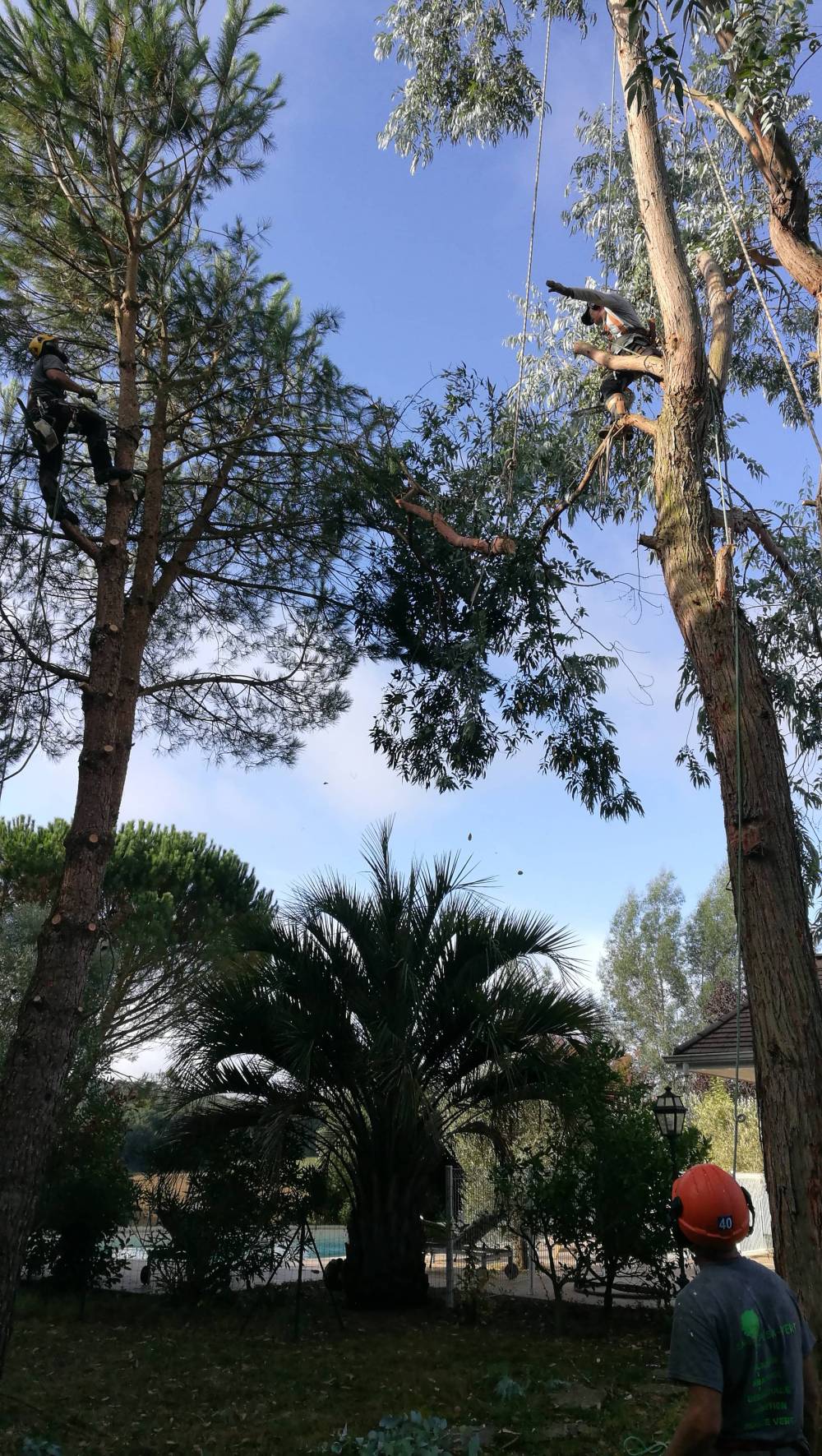 élagage d'un arbre