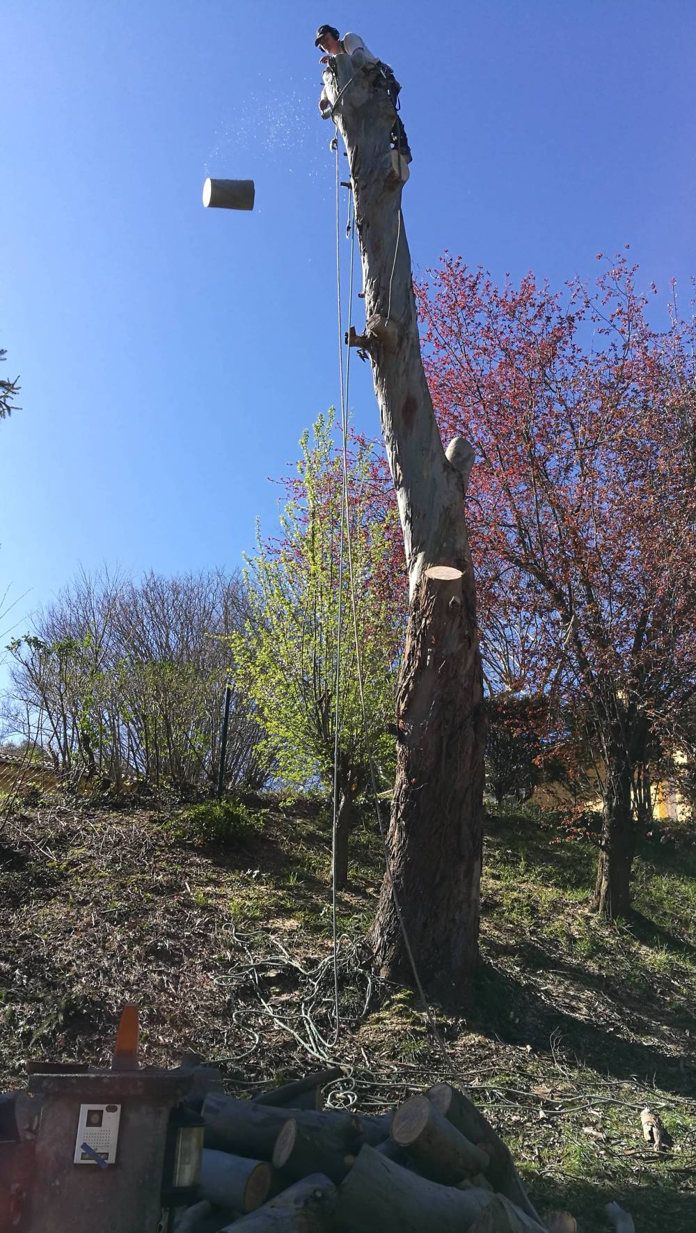 élagage d'un arbre
