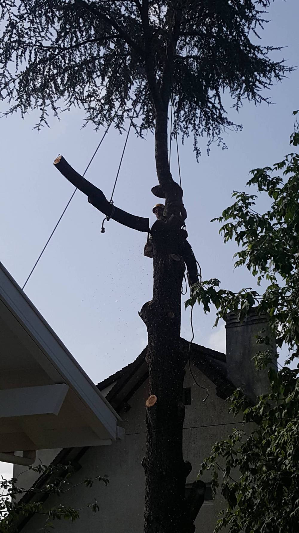 élagage d'un arbre