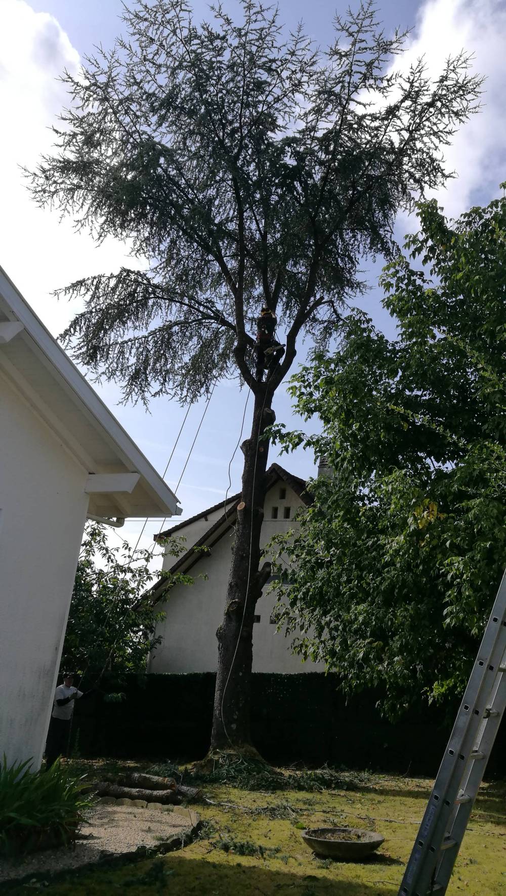 élagage d'un arbre
