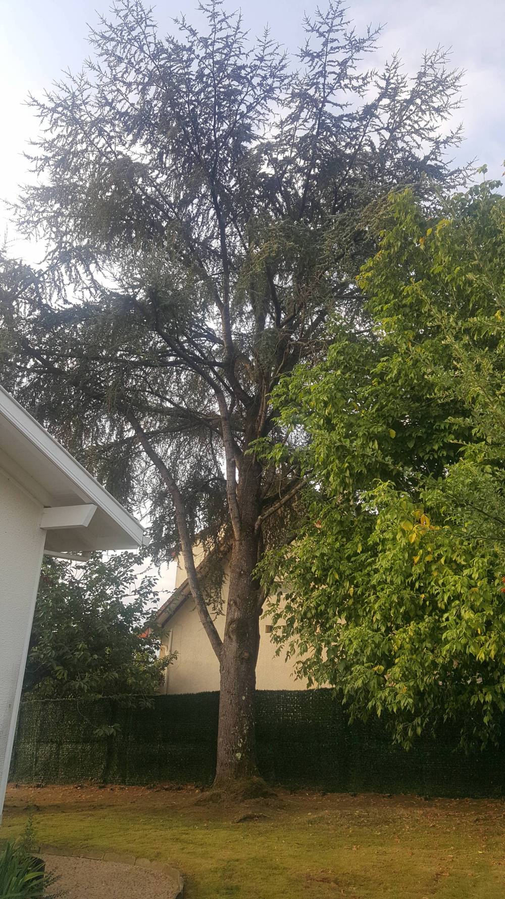 arbre à élagaguer