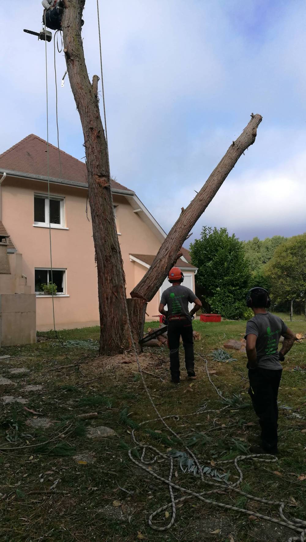 abattage d'arbres